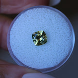 1.38CT PRECISION CUT SQUARE CUSHION MONTANA SAPPHIRE, GOLDEN YELLOW-GREEN, 6.1X6.1X4.2MM