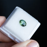 1.41CT AUSTRALIAN OVAL SAPPHIRE, PARTI GREEN YELLOW BLUE, 7.42X6.01X4.22MM EARLY ACCESS