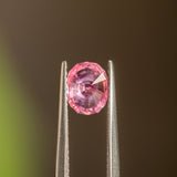 1.35CT Oval Montana Sapphire, Bright Orchid Pink, 7.22x5.91x4.32MM, UNHEATED