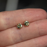 0.99ctw Montana Parti Sapphire stud earrings in 14k Yellow Gold